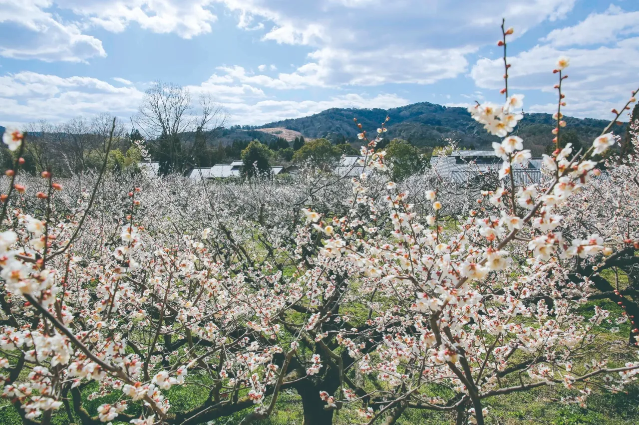 寿長生の郷　梅 (2)