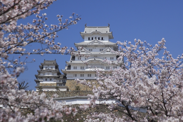 姫路城桜